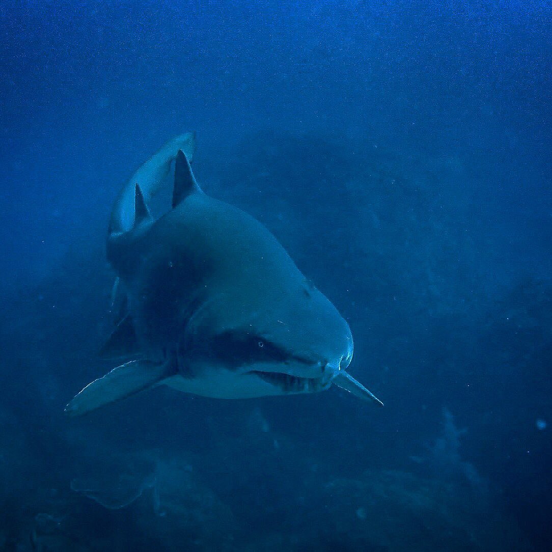 reef_scientist's tweet photo. Beautiful #GreyNurseSharks from last month's @WolfRockDive adventure! #GNS @ReefCheckAus https://t.co/oPrv2gxTzQ