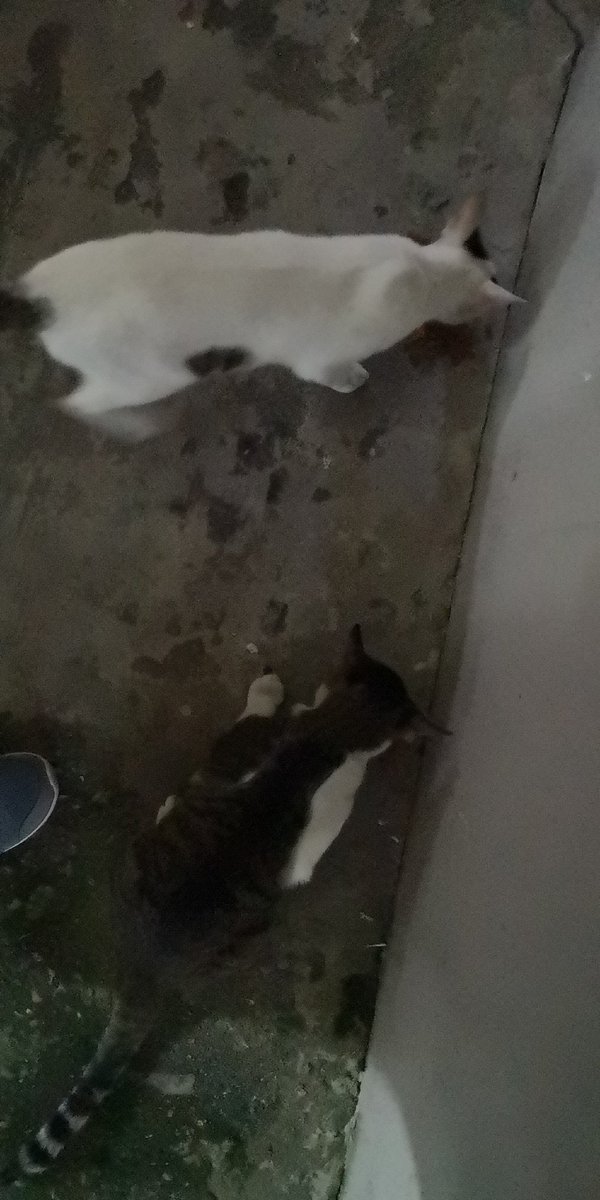 CikButet's tweet photo. Sejak hjg Ogos, mendadak  bebulus di tinggal kat bwh flat.Gaya mcm house-cats sbb manja,tak takut manusia tapi takut keta.Dr 2 ekor dh jadi 7! Hanya mampu bg mkn sblm mangment kutip depa n xtau hantaq mana @kucingjalananMY @KucingBertweet help 😢 https://t.co/USReWZl3HF