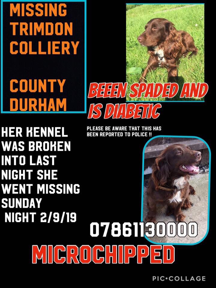 Mollie the Pug tweet media