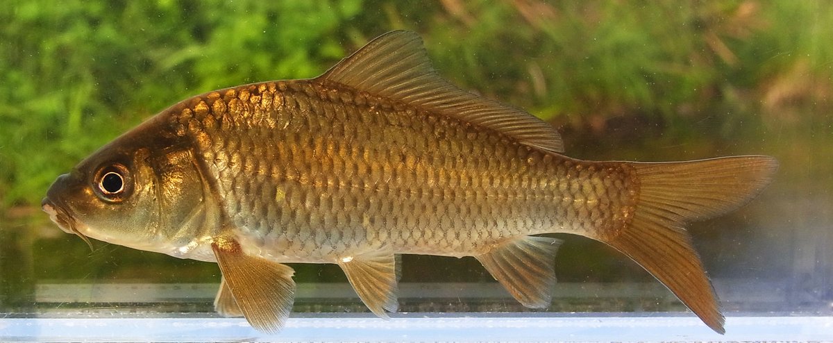 Rhodeus No Twitter 飼育型コイ Cyprinus Rubrofuscus コイのひげ顔って 正面から見るとオモシロイんだね コイの学名って Cyprinus Carpio じゃあないんだ Carpio はヨーロッパ集団で Rubrofuscus は東アジア集団なんだって 知らなかったなあ T Co Rhodeus No Twitter 飼育型コイ Cyprinus Rubrofuscus コイのひげ顔って 正面から見るとオモシロイんだね コイの学名って Cyprinus Carpio じゃあないんだ Carpio はヨーロッパ集団で Rubrofuscus は東アジア集団なんだって 知らなかったなあ T Co