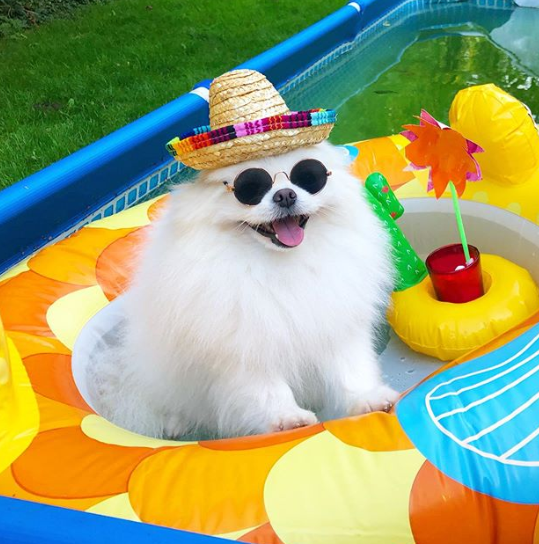 DogEskimon's tweet photo. #dogslover #dogsofinsta  #dogsforlife #dogsmile #dogsarefamily https://t.co/FNIZFuHY5o