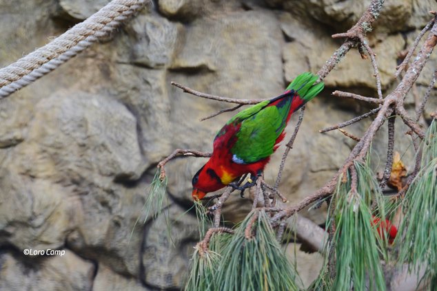 El Lorius Chlorocercus, también conocido como Lori Acollarado, es una especie de ave psitaciforme de la familia de los Psittaculidae originario de las islas Salomón. Estos son los ejemplares que tenemos disponibles en Loro Camp: bit.ly/2kq4xzU