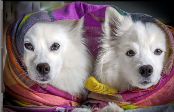 DogEskimon's tweet photo. #dogslover #dogsofinsta  #dogsforlife #dogsmile #dogsarefamily https://t.co/w00SWlkRwl