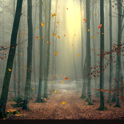 Wallpaper_Engin's tweet photo. Autumn Forest 02 Wallpaper Engine https://t.co/Pf8JcYVNuk https://t.co/0jzGf6xbml