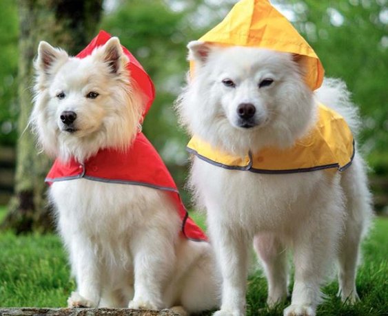 DogEskimon's tweet photo. #dogslover #dogsofinsta  #dogsforlife #dogsmile #dogsarefamily https://t.co/Mp9eEnaOZZ