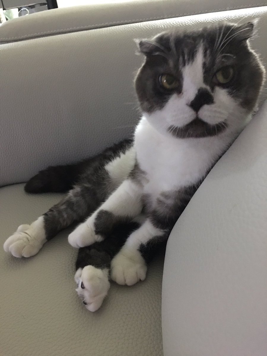 honeybinggot tweet media