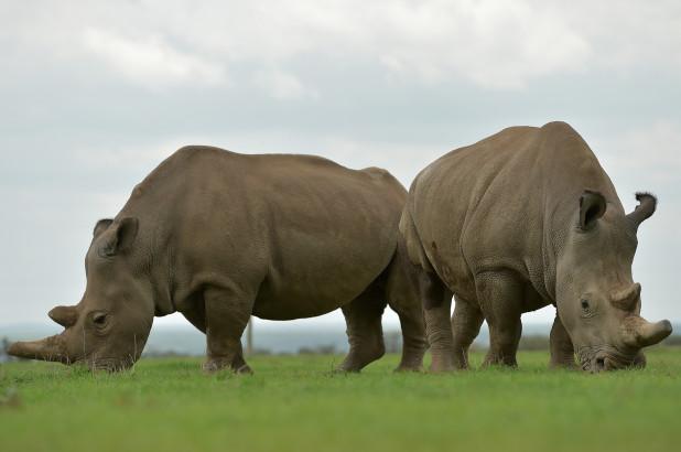 DMAX_es's tweet photo. Consiguen fecundar siete óvulos de las dos únicas hembras de rinoceronte blanco del norte. Esto podría salvar a la especie de la extinción. https://t.co/WuiEyb0YLQ