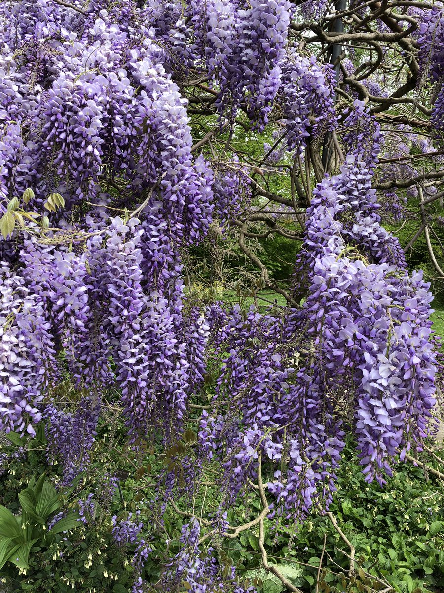 hanaj111's tweet photo. Have a nice day 🌺🌼🌸 #LoveFlowers https://t.co/5jHzpxU1br