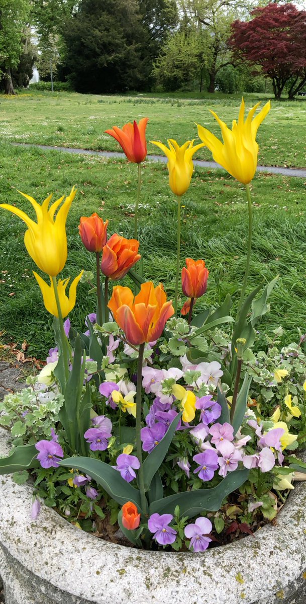 hanaj111's tweet photo. Have a nice day 🌺🌼🌸 #LoveFlowers https://t.co/5jHzpxU1br