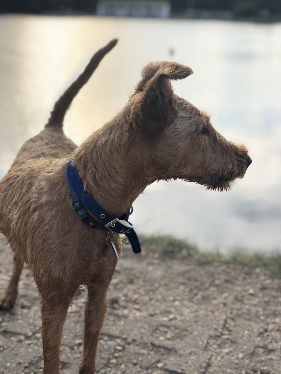thegroopdog's tweet photo. Weekend walks... part of a walking group.. #dogsoftwitter #communityimpact #irishterrier #gorgeous https://t.co/YlRHC2np1u
