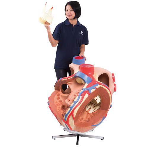 3bscientific's tweet image. Have you checked out the world&apos;s biggest heart yet? ow.ly/df4t50vPtRM #anatomymodel #anatomicalmodel #humananatomy