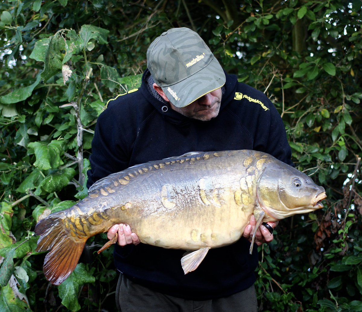 littleE70's tweet photo. 27lb early morning mirror caught on a quick overnighter using a stiff hinged rig with a mainline cell pop up over cell freezer bait @MainlineBaits @RidgeMonkey https://t.co/tRQvYNfUpi