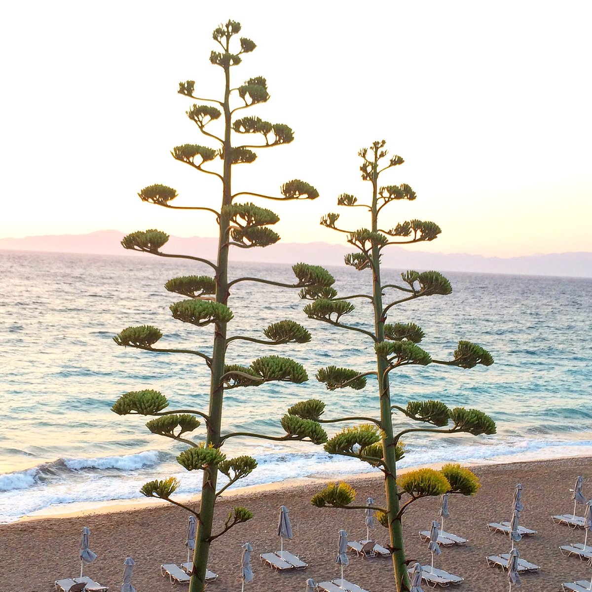BetsyPlants's tweet photo. #Agave  picture from Rhodos island.

 #betsysplants #succulents #echiveria #crassula #sedum #succulent #суккуленты #суккулент #plants #crassulacordata #домашниерастения #комнатныецветы #растениядома https://t.co/mIkgCAjBaG
