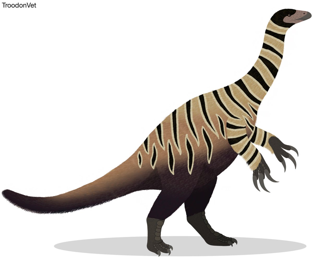 troodonvet's tweet photo. #Therizinosaur #dinosaurs are on of my favourite dinosaurs to draw alongside #paraves. Meet #Segnosaurus and #Erlikosaurus, two therizinosaurs with great preservation of their #fossils. #paleoart https://t.co/PV3OzoGQB3