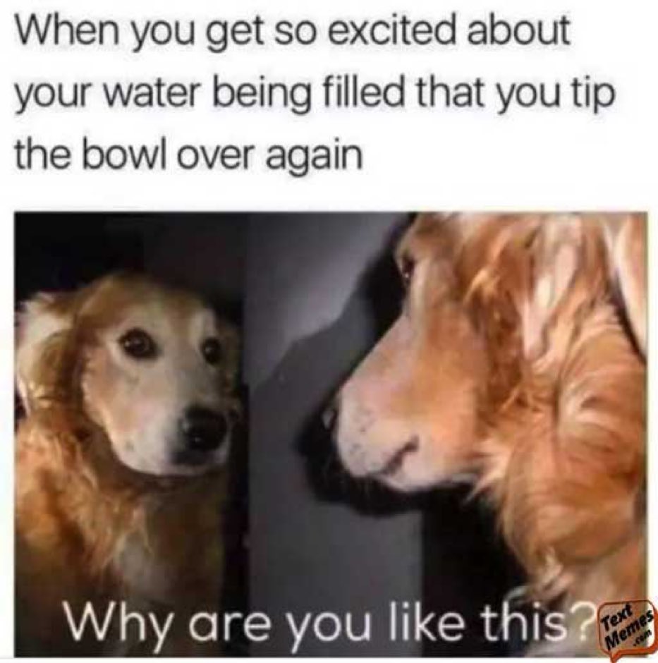BadAdviceDog tweet picture