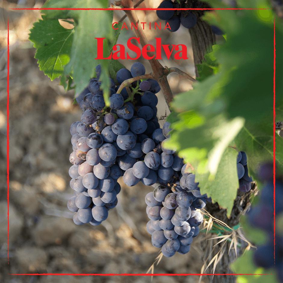 LaSelvaBio's tweet photo. We are waiting for the new #harvest2019...thanks to the hot #summerdays the forecasts are good! @LaSelvaBio #cantinalaselva #organic #wine #vinobiologico #sustainable https://t.co/ENJ89U6UXQ