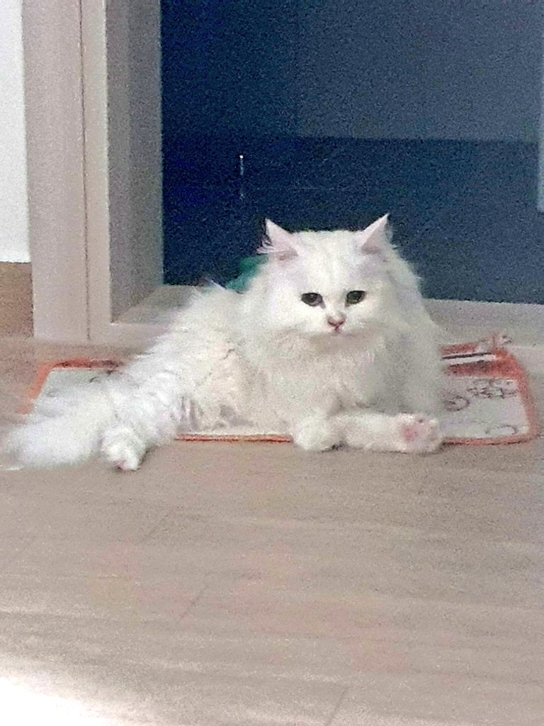 자세가 특이한 고앵이님