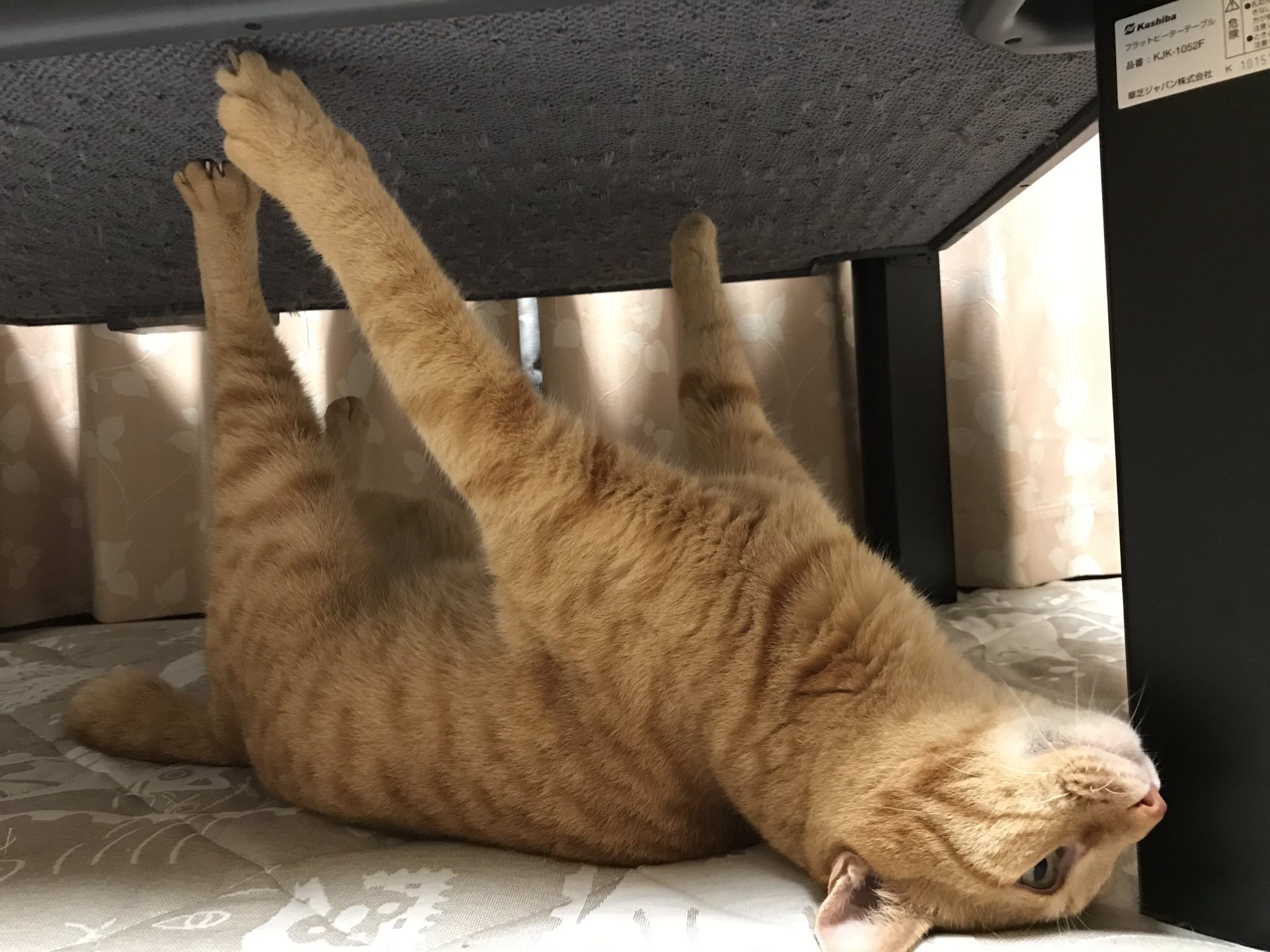 爪が引っかかってしまった猫 可哀想な顔が何とも愛くるしい ずっと見ていたい 話題の画像プラス