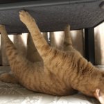 爪が引っかかってしまった猫!可哀想な顔が何とも愛くるしい!ずっと見ていたいw