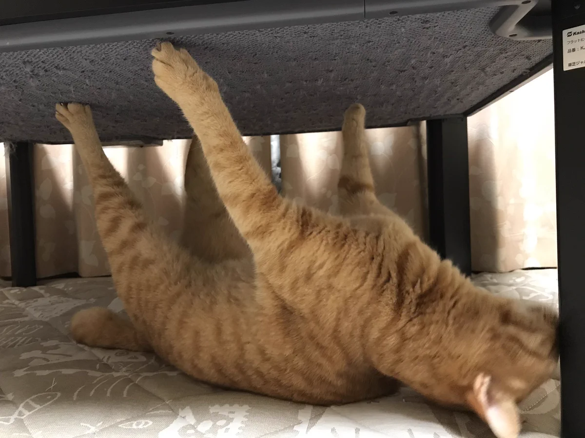 爪が引っかかってしまった猫www可哀想な顔が何とも愛くるしいwwwずっと見ていたいww