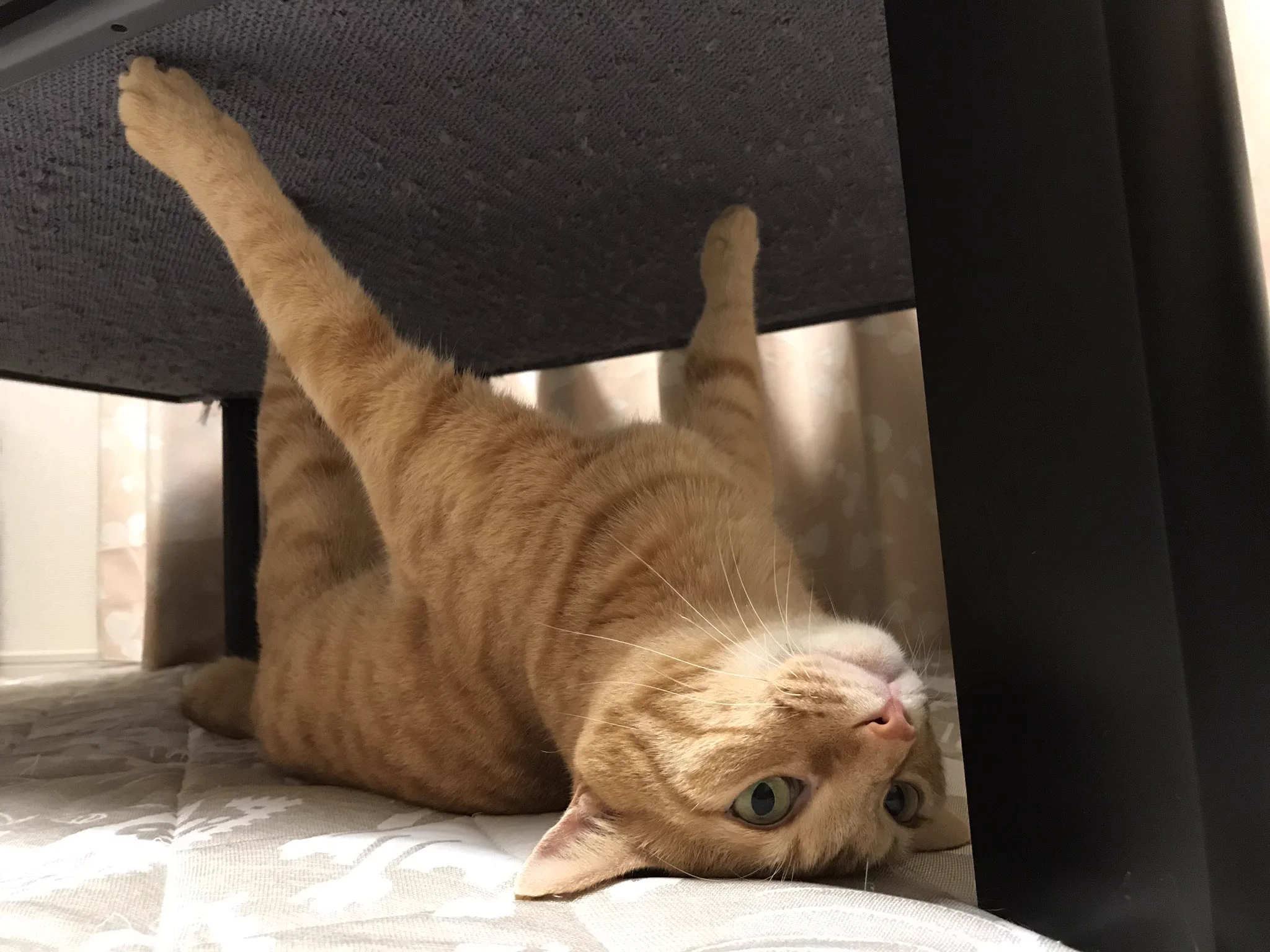 爪が引っかかってしまった猫www可哀想な顔が何とも愛くるしいwwwずっと見ていたいww