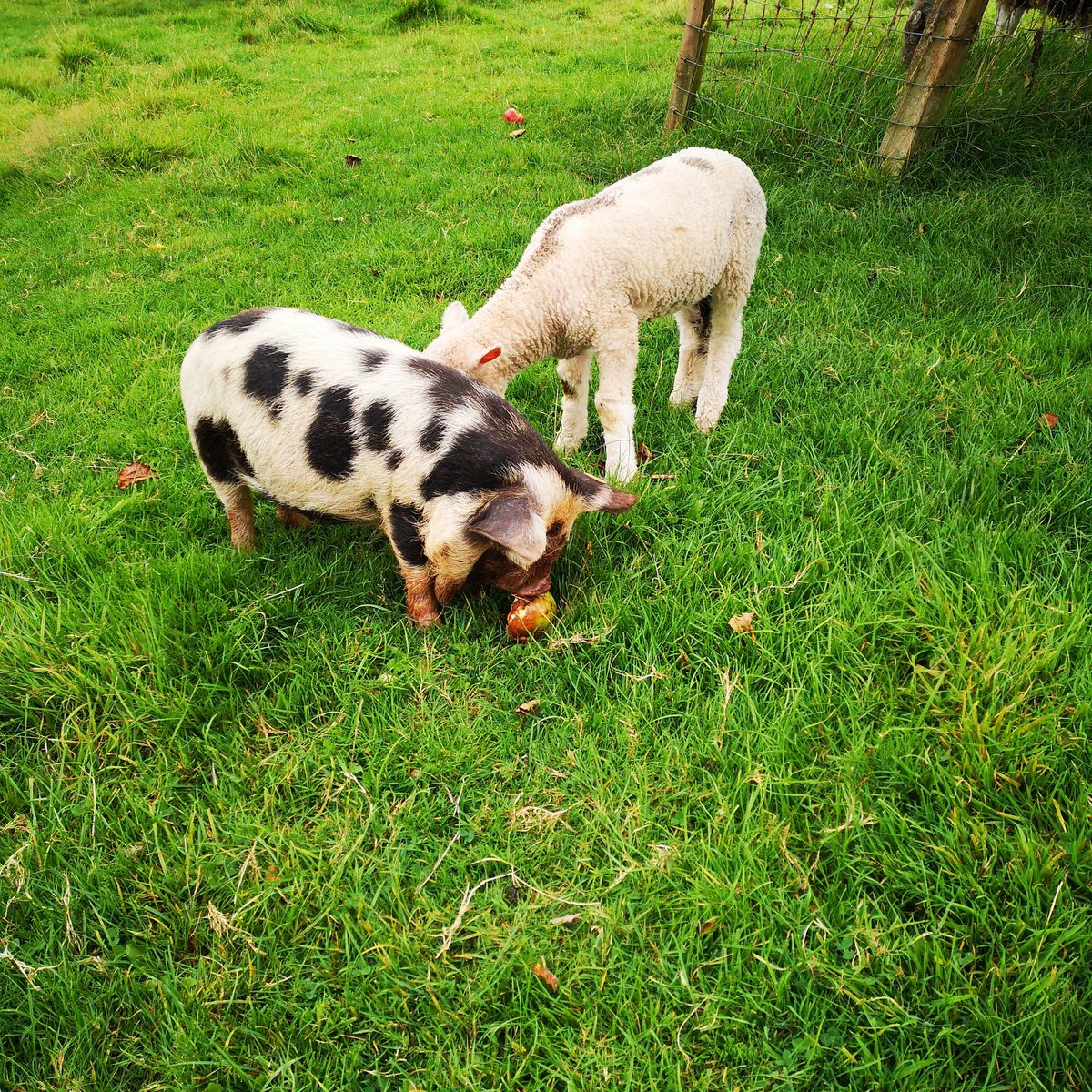 Little trip to the orchard Martinsfield Farm but it seems we have competition #realcider #devon #harvesttime