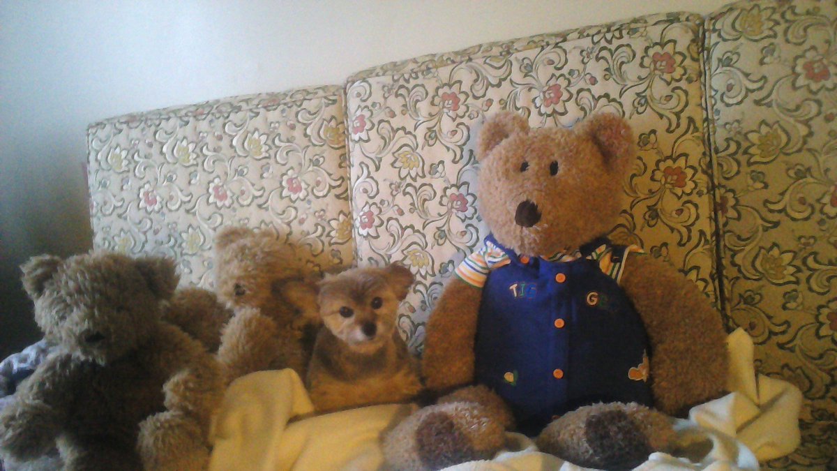 RobertAddley tweet picture