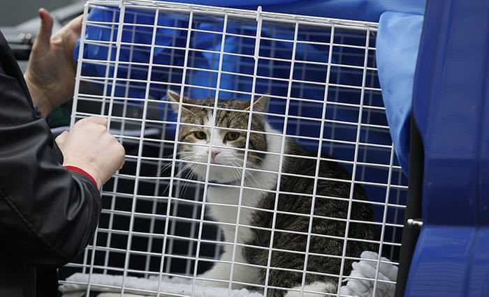 Number10cat's tweet photo. Took more than a flimsy bit of mesh to contain me...
(Pics: @PoliticalPics, Alastair Grant) https://t.co/ejS2qLJBsR