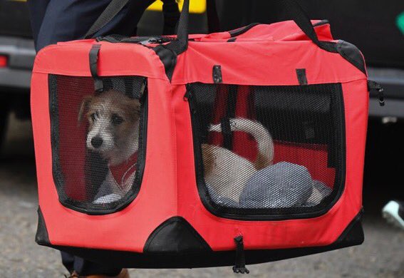 Number10cat's tweet photo. Took more than a flimsy bit of mesh to contain me...
(Pics: @PoliticalPics, Alastair Grant) https://t.co/ejS2qLJBsR