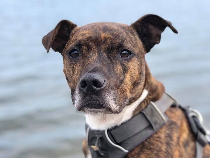 EdinDogCatHome's tweet photo. Our #PetoftheWeek this week is the beautiful Leo 🐾 

Leo has been with us for a long time and is desperate to show his new companion just how loving he can be. 

Leo - https://t.co/DwqXRKgGM9 https://t.co/Z7xQxRmi1v