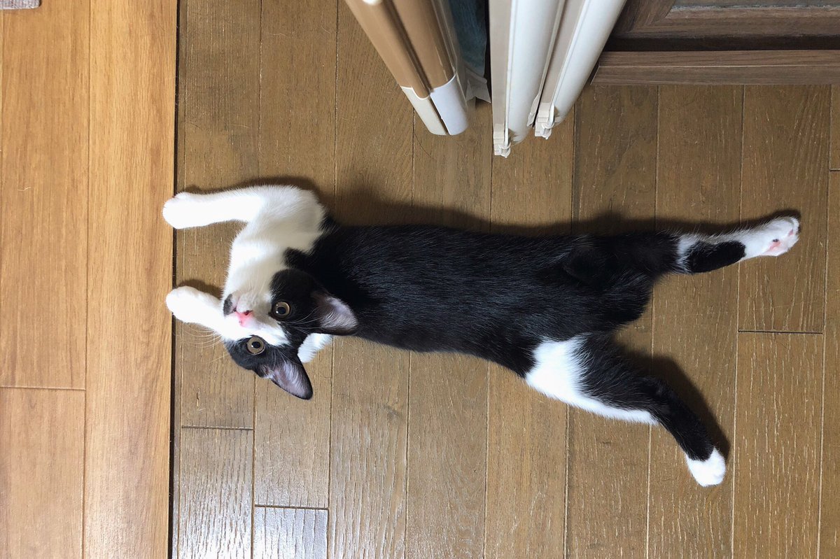 m3396's tweet photo. 改めまして、雷火と風花です。よろしくお願いします。辛い時期を乗り越えて、やっと一緒にいられる家族になりました。これから楽しいこといっぱいあるよ。どうか元気で長生きしてね。 https://t.co/QLREx0FySd