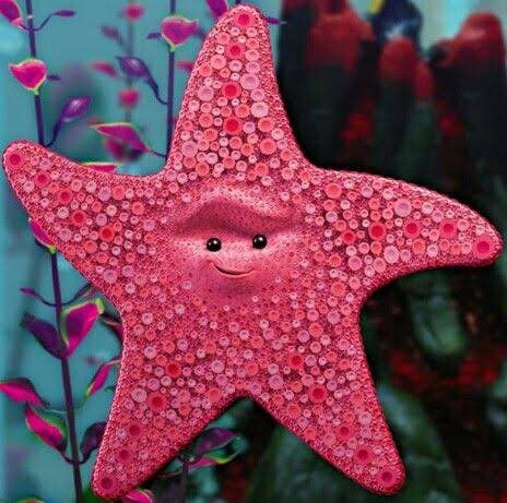 HudaUNSW's tweet photo. yet another unrealistic potrayal by the media ... first women, and now the starfishes too?! #allstarfishesarebeautiful #eveniftheyarenotpink #MarEnvs19 https://t.co/FoHeEl0HK9