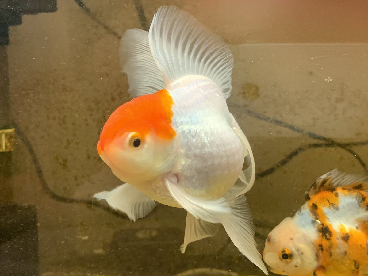 わたなべ うちの丹頂さん 転覆病 治療中 金魚 アクアリウム