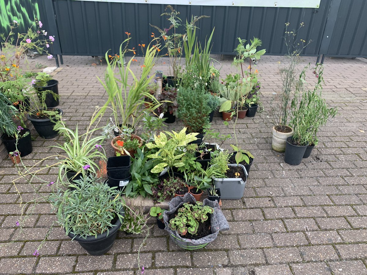 Lots of planting to be done! Join us on Saturday to find homes for this lot! 

@ChrisThody we have some here that I think could do with indoor homes. Please advise! #NorthernRebellion
