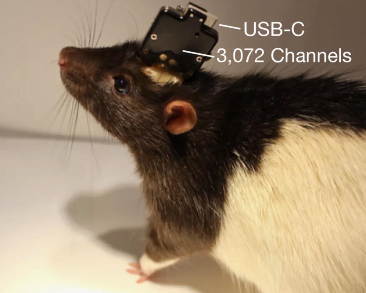 ChaireDcube's tweet photo. This is the kind of picture that makes you think that the future of humankind is at the same time near, exiting, frightening and very much unpredictable. Picture extracted from technical report by hashtag#Neuralink and Elon musk.
https://t.co/uhfLaomOKc https://t.co/qKY0vZNRyl