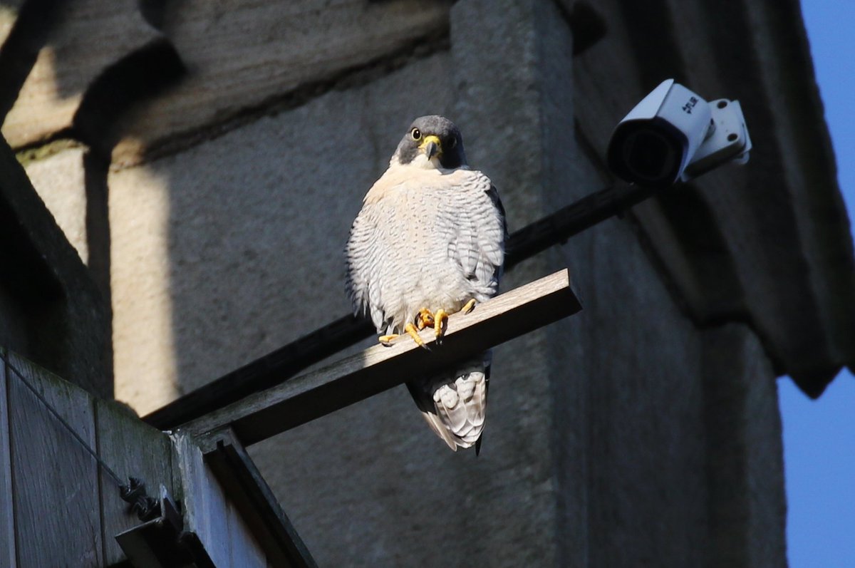 Leeds Uni Peregrines At Uolperegrine Twitter