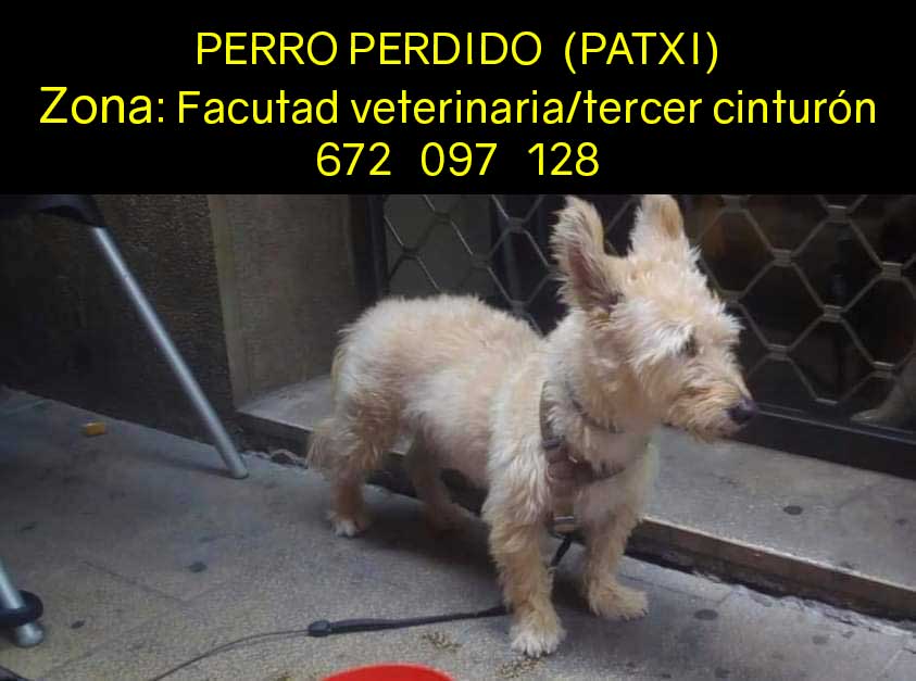 gamoboss's tweet photo. Se ha perdido el perro de un amigo. Se llama Patxi, fue visto por última vez esta mañana en la zona de la facultad de veterinaria / tercer cinturón. Es muy asustadizo. Muchas gracias. 672 097 128 https://t.co/xSazRcOTcJ