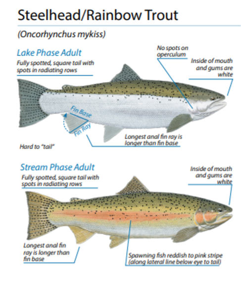 Katie O'Reilly on X: @BrianTh84874896 A great question! Rainbow trout +  steelhead are genetically the same species (Oncorhynchus mykiss) but w/  different migration strategies. Rainbows spend most of their lives in  freshwater