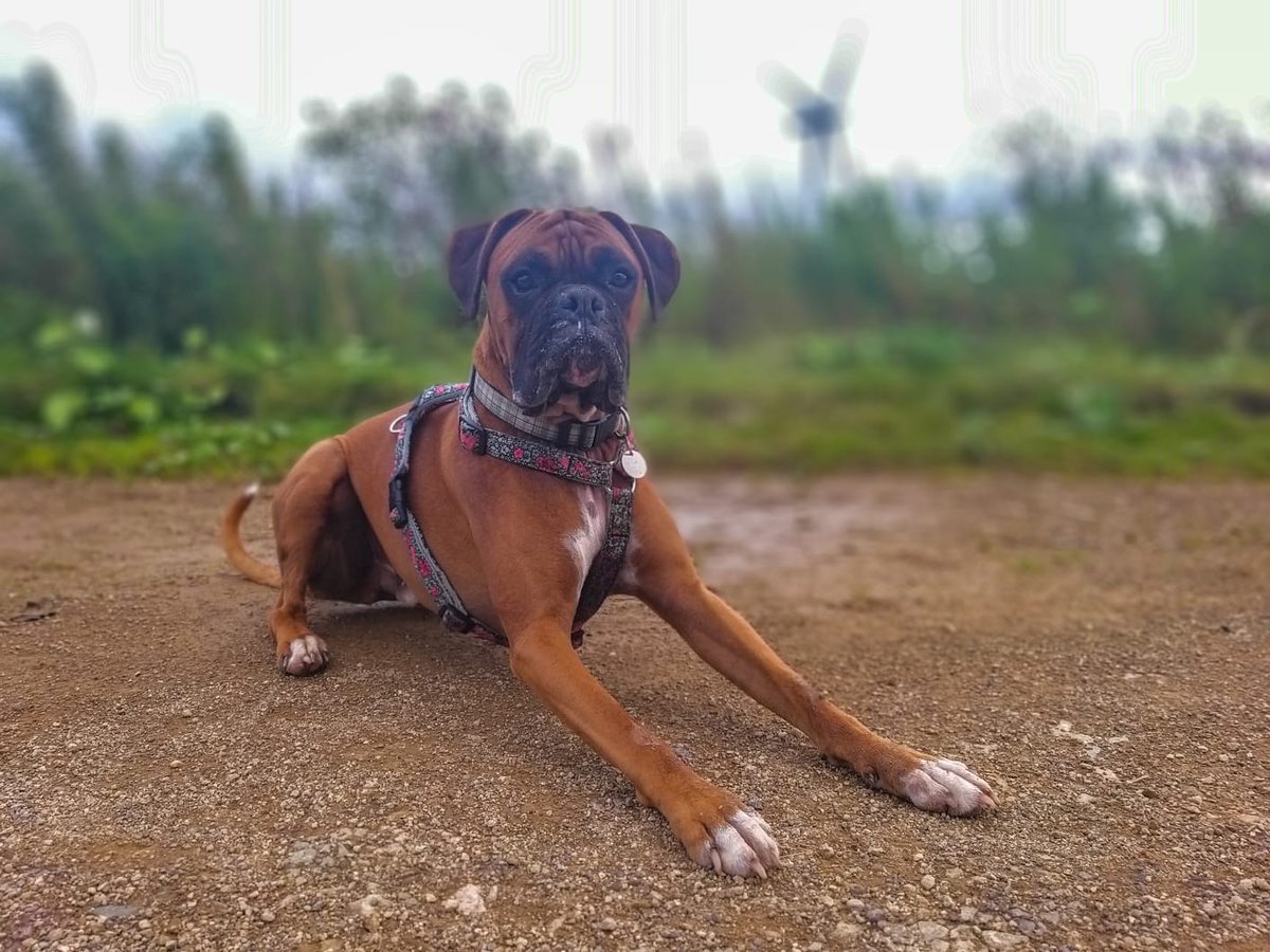 fight_director's tweet photo. Missing Angus yet? Here he is😇#boxerdog #bromocrew https://t.co/dFg1VflaX5