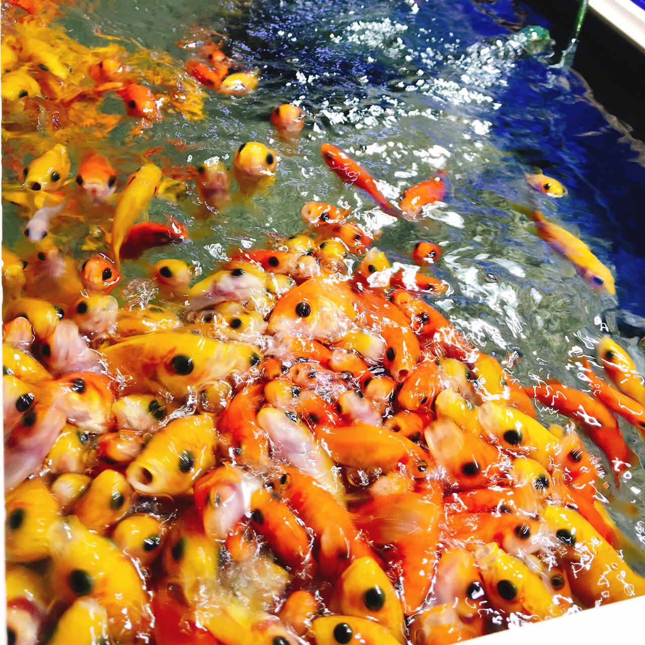 コッコ 熱帯魚ショップで金魚のエサやり体験コーナーがあったので 100円でエサを買ってあげてみたら リアルポニョだった トロピランド 熱帯魚 金魚 エサやり ポニョ T Co Zwp9owynbi Twitter