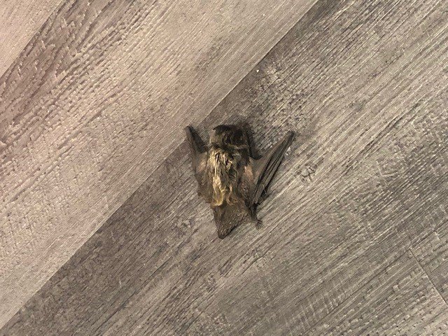 JoulesSalisbury's tweet photo. An interesting visitor last week, a bat! He went to the vet's, sadly died hours later. We had a call from Hampshire Bat Assoc. -the bat was super rare &amp; has been sent to the @NHM_London  to be preserved! They've named him Joules &amp; we will be able to visit! @BatGirlSteph78 #bat 🦇 https://t.co/qEs21didN4