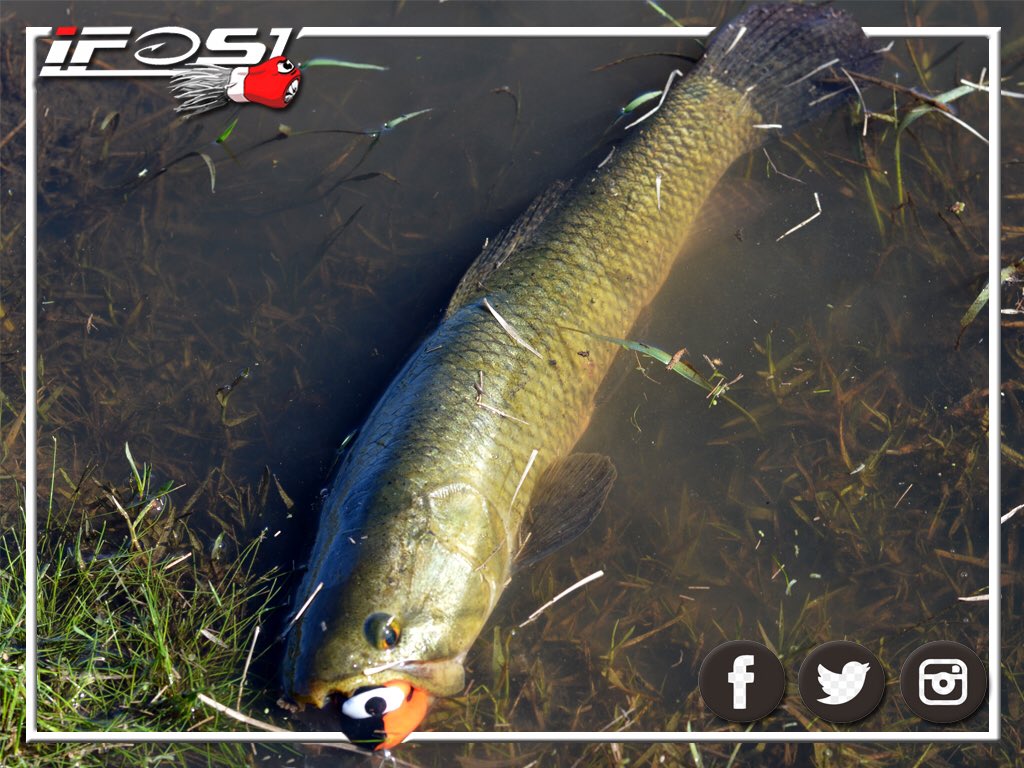 iFOS Lures (@ifoslures) on Twitter photo 
