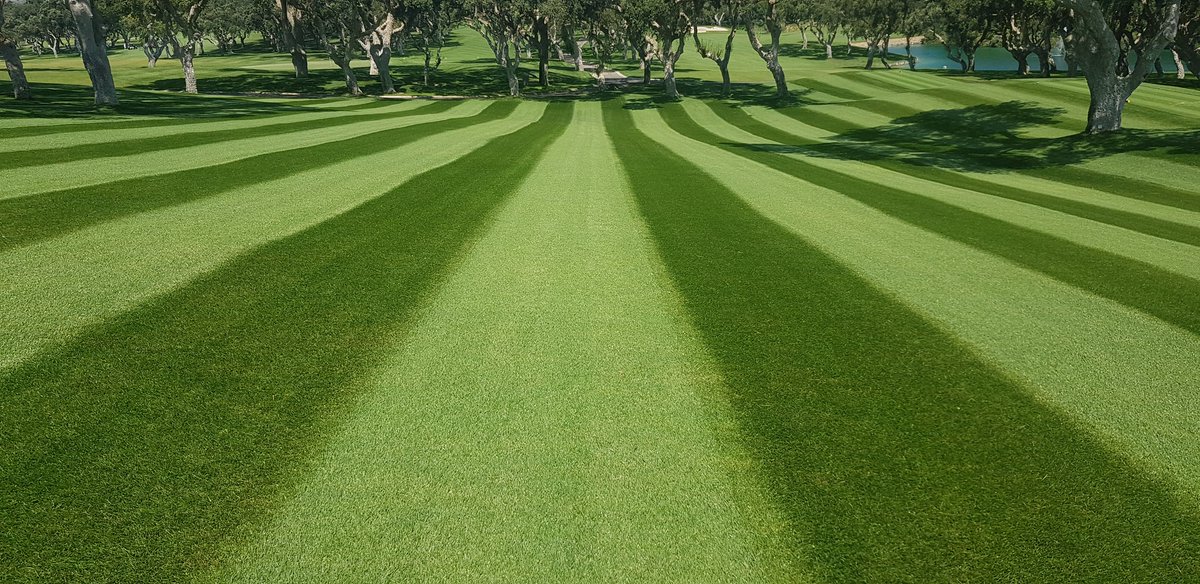AgronomyRCV's tweet photo. Así luce nuestra festuca después del corte de hoy 2/9/19. Con poco más que agua y 1-2 Cortes semanales hemos aguantado en condiciones 🔝 todo el verano.
#summer2019 @RcValderrama #tallfescue. https://t.co/7nB6mok9gv