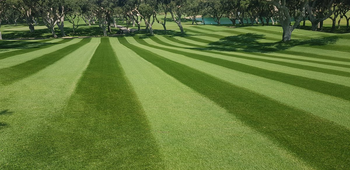 Así luce nuestra festuca después del corte de hoy 2/9/19. Con poco más que agua y 1-2 Cortes semanales hemos aguantado en condiciones 🔝 todo el verano.
#summer2019 <a href="/RcValderrama/">Real Club Valderrama</a> #tallfescue.