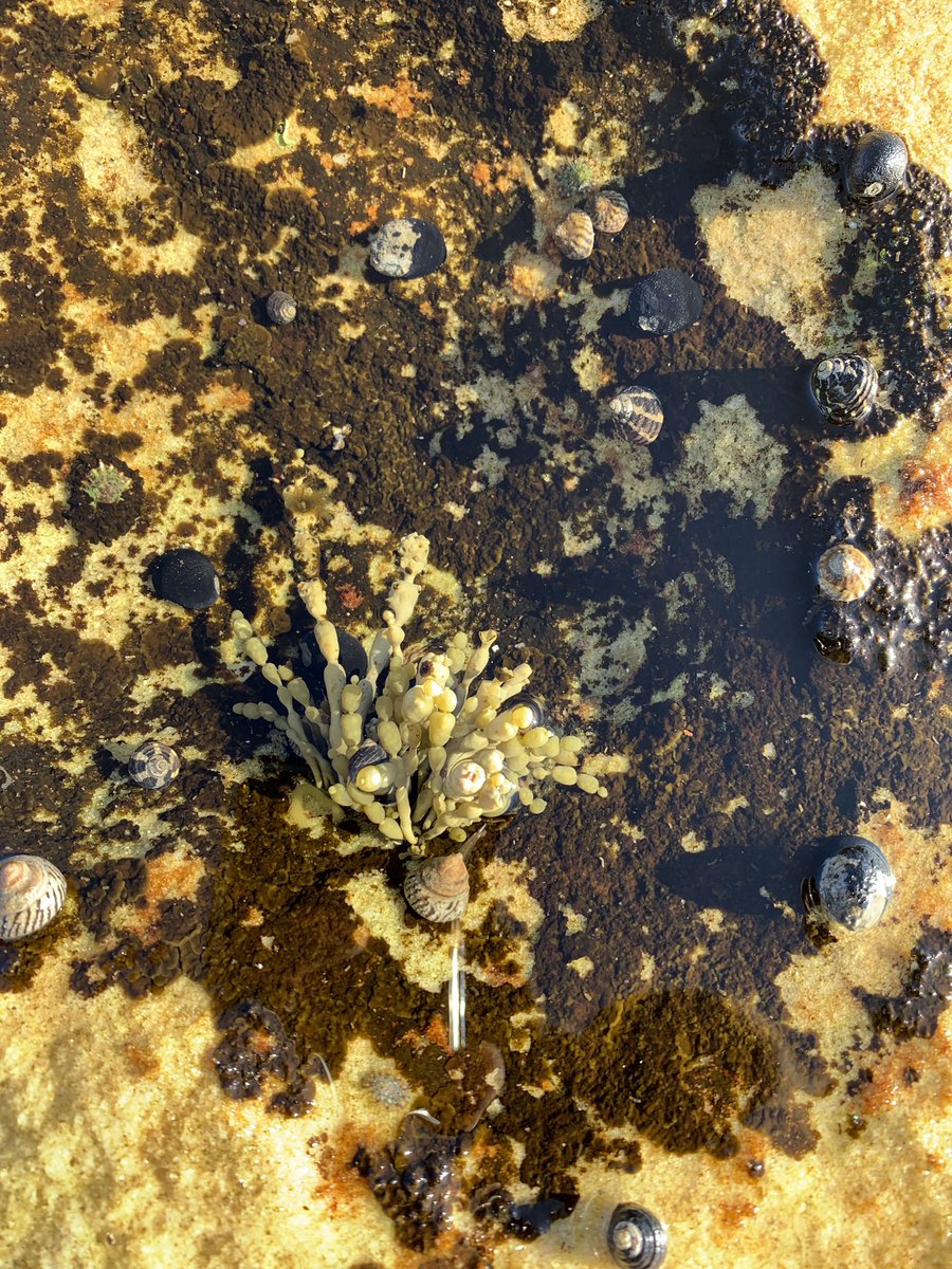 MarineMurrah's tweet photo. We got the chance to see some really cool things today on our second field trip, including a bunch of patches of Neptune’s Necklace! #marenvs19 https://t.co/dzAJFngzh5