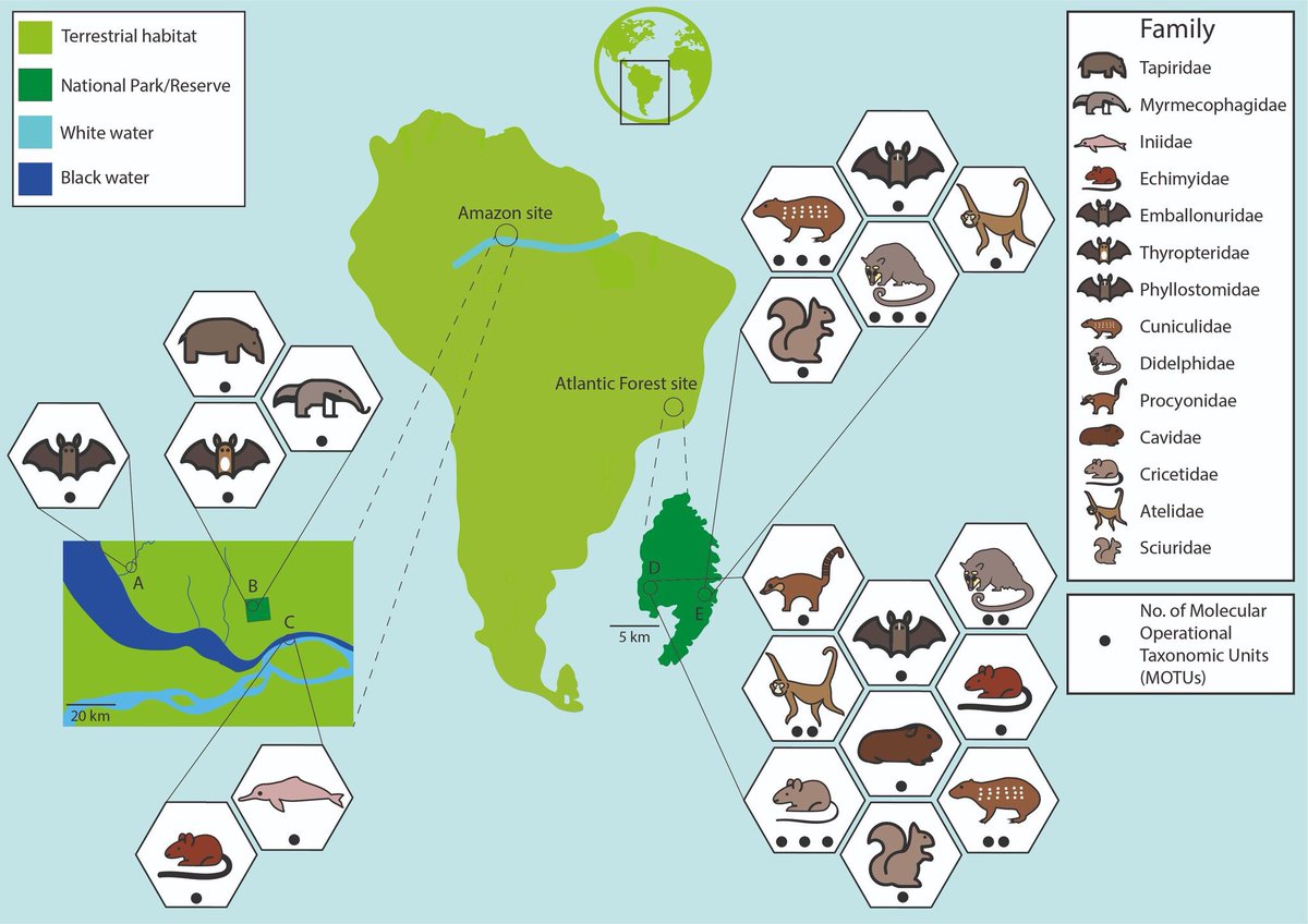 Começando a olhar para outras direções...🧬 📷 🐒 🐀 Novo pre-print  discutindo o potencial e os desafios do uso do DNA ambiental para o monitoramento de #mamíferos #eDNA #Atlanticforest #Amazon #mammals biorxiv.org/content/10.110…