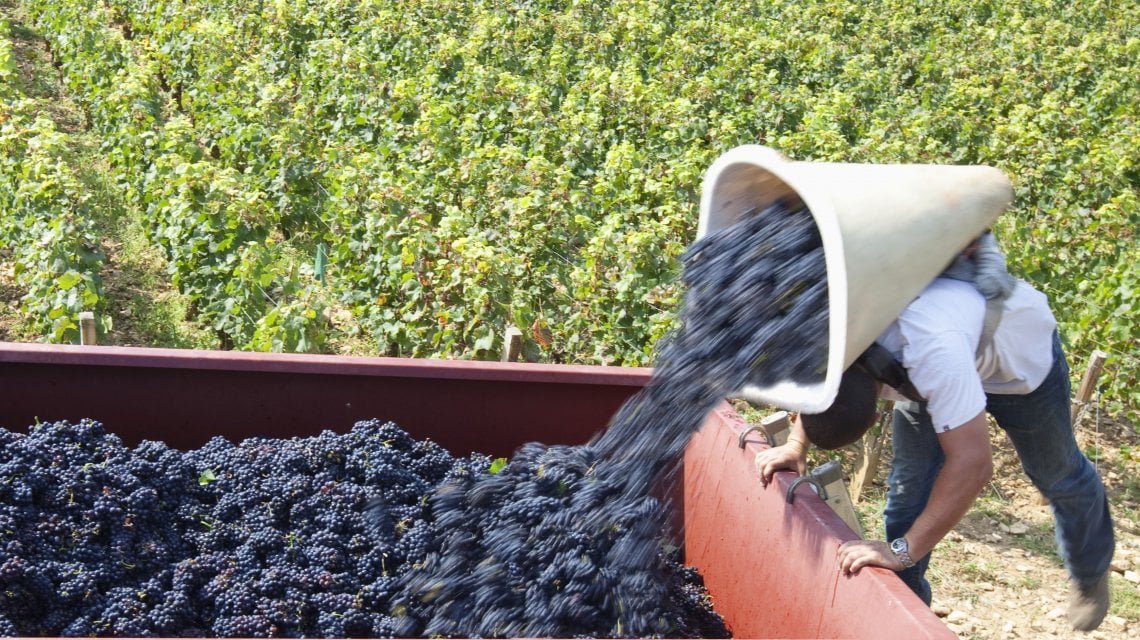 le_scienze's tweet photo. #clima #agricoltura Il vino racconta il cambiamento climatico https://t.co/qwtXO3stE6 https://t.co/dFpHl6qBmB