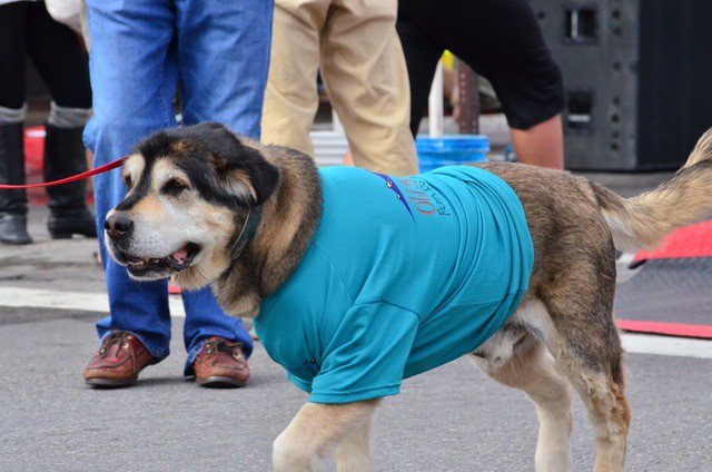 Thinking about bringing your dog to Old Bill’s? Consider how your pup does in crowded, energetic settings and make the choice that will set her or him up for success! #oldbills #jacksonhole