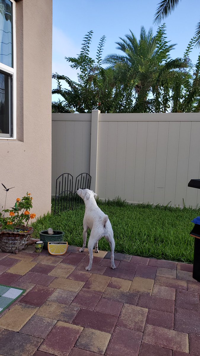 andi_daisy26's tweet photo. Good Morning! today we are enjoying the fruits of our labor. 79° and only 50% humidity and a little overcast #coffee #relaxing #stillnotawake #cutepuppy #georgiaiveyrose #vanillahazelnut #tiki #agave https://t.co/LFRo055mZr