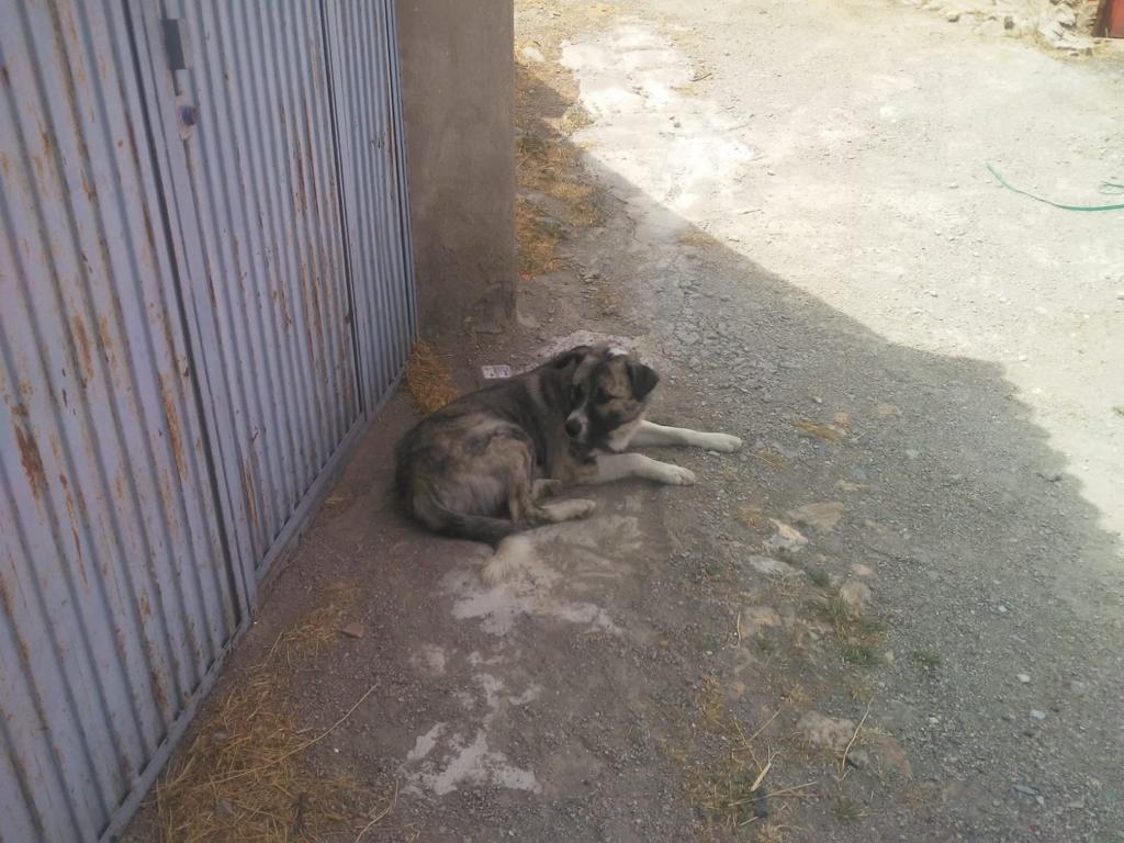 pluvisca7's tweet photo. Esta a las afueras del pueblo porque la gente le pega es mastín joven 1a veces una persona le da algo de comer es muy bueno y cariñoso aunque algo desconfiado por maltrato está en un pueblo de Granada necesita rápido una acogida o adopción responsable
Fernando Wassap630986441 https://t.co/gpN5TsXRJd